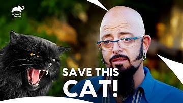 Jackson Gets Emotional! Angry Cat To Loving Cat Transformation | My Cat From Hell | Animal Planet