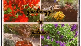 messa a dimora di narcisi e giacinti.GIARDINAGGIO IN AUTUNNO