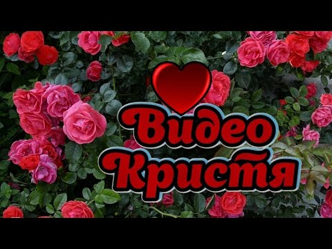 Красивые розы 😍🌹Иванча Ivancea Шикарные розы🤗Beautiful roses🌹♥️Roses Красивая природа😍Лето🤗Лето розы