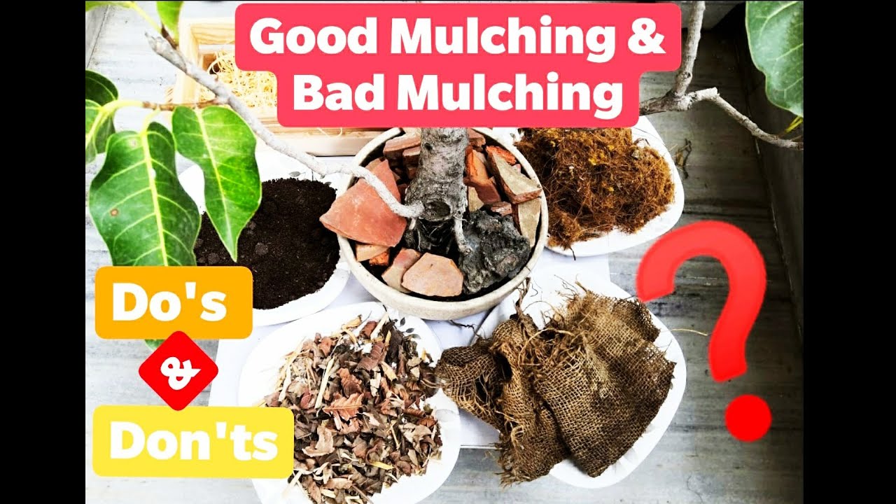 How to do MULCHING | Mistakes while MULCHING | THINGS need to take care while MULCHING