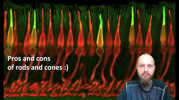 Intro Neuro 072 Vision 2 - On Rods and Cones