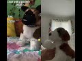 Essa colab #essacolab #essacommunity #emotionalsupportstuffedanimal #douglasdog