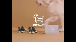 Tips and Tricks to Put on Dog Shoes