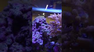 Zee aquarium van AquariumVerhuur