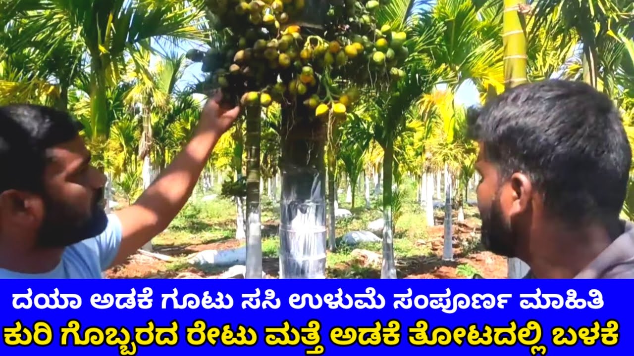 ಅಡಿಕೆ ತೋಟಕ್ಕೆ ಕುರಿಗೊಬ್ಬರ ಬಳಸುವುದು ನೀರಾವರಿ ವ್ಯವಸ್ಥೆ ಗೋಟು ಆಯ್ಕೆ ದಾಯ ಕೀರುಗಣ್ಣು ಅಡಿಕೆ ಇಳುವರಿ  ಮಾಹಿತಿ.