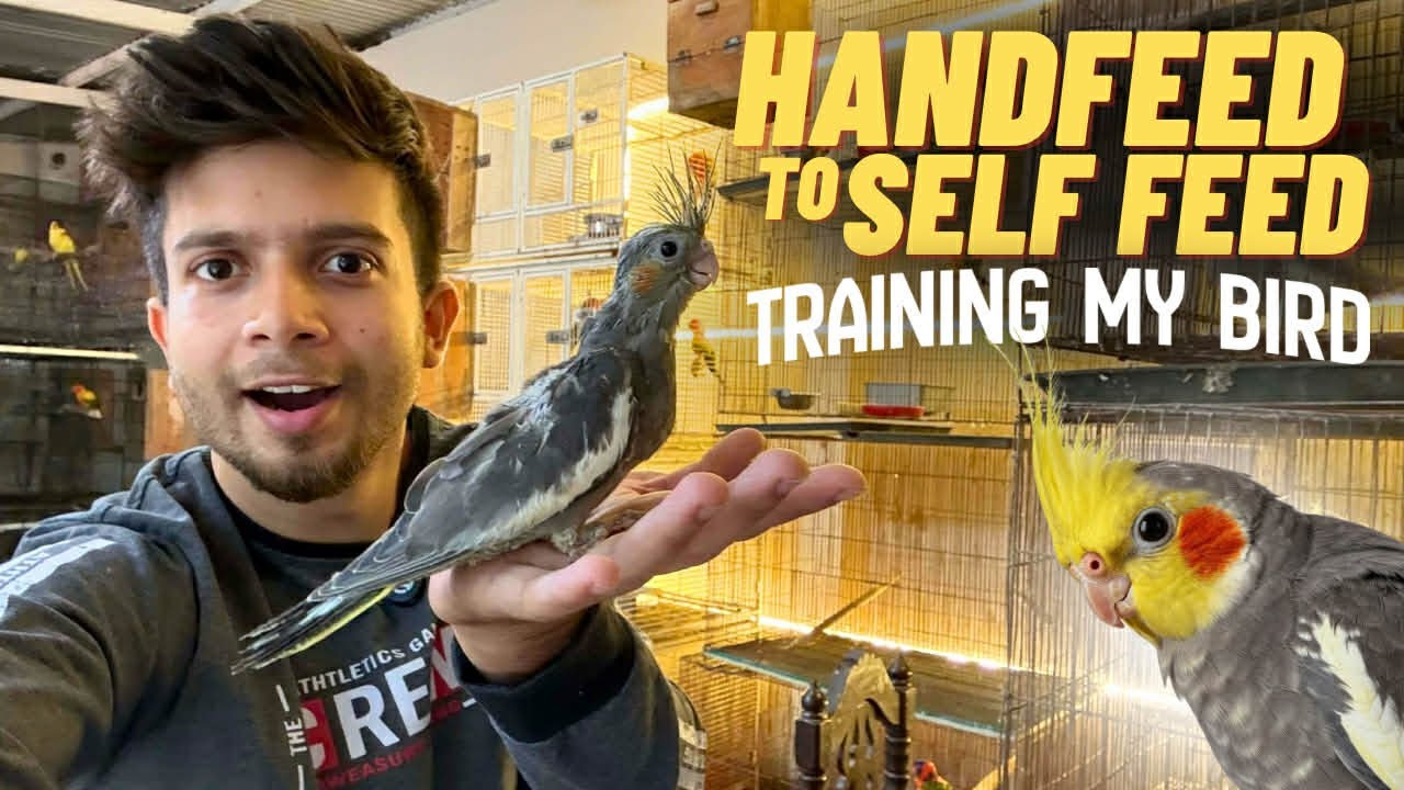 বারবি আর গ্রে এর বাচ্চা ওর মা এর মতোই হয়েছে 🥰 নিজের কাছে নিয়ে পোষা বানাচ্ছি 🥰 #birds #cockatiel 