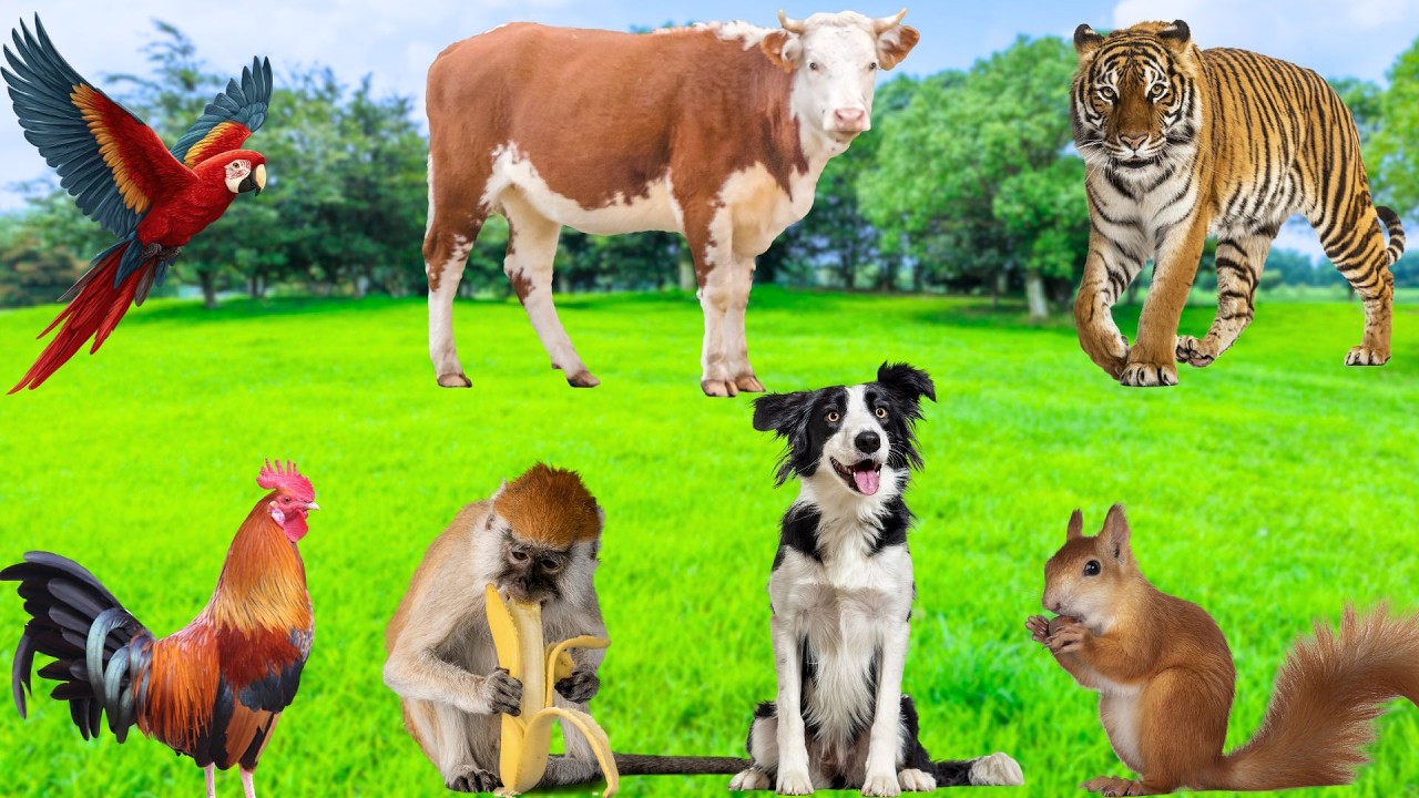 Intelligent Animals - Monkeys, Squirrels, Dogs, Parrots, Tigers, Chickens - Talented Moments