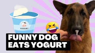Dog Eating Yogurt - Funny Dog Video by Meet the Chows 814 views 8 months ago 1 minute, 2 seconds