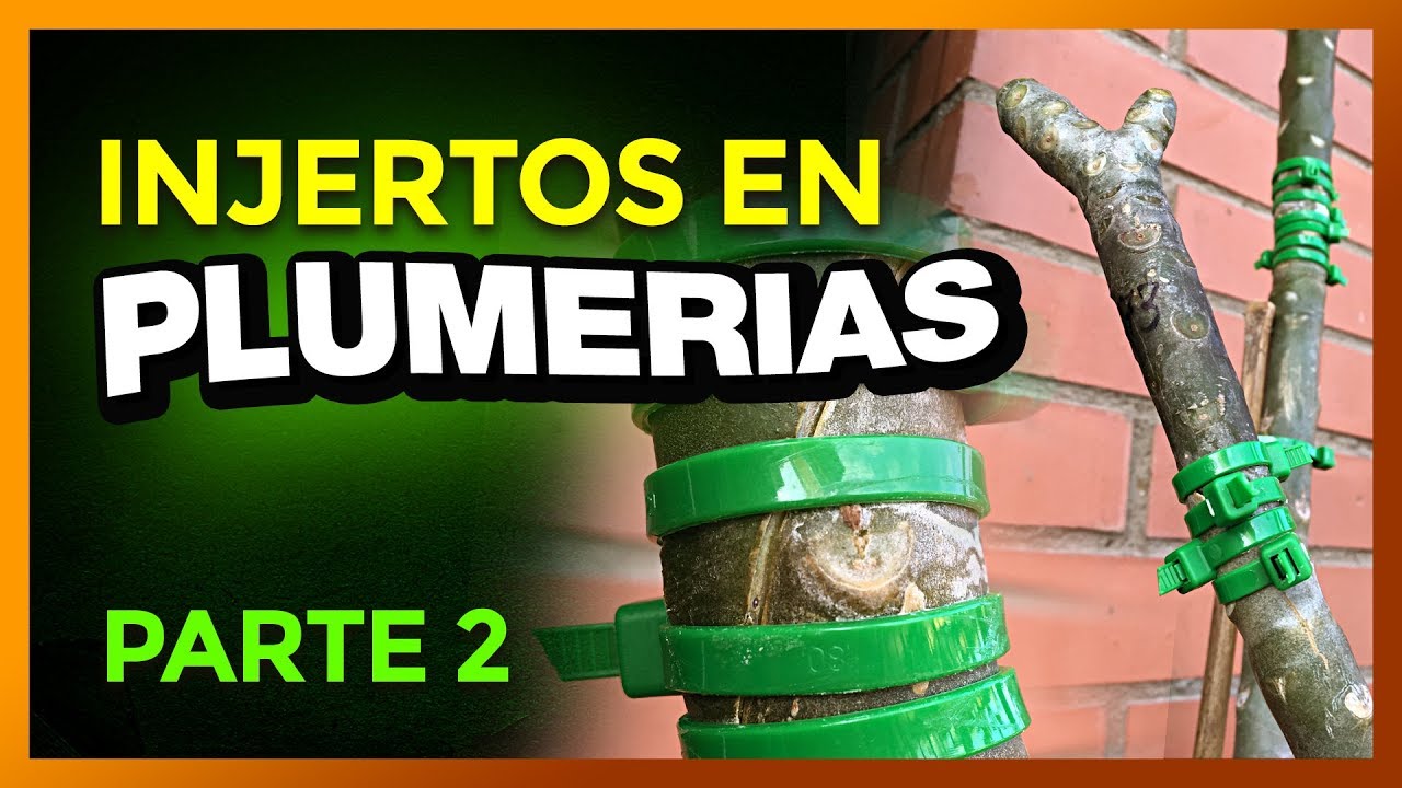 ⚠️RESULTADOS  sobre cómo INJERTAR PLUMERIAS | PARTE 2 🌱