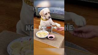 This Dog Refused to Eat… Until THIS happened #pets #usa #shorts