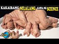 6 Nakamamanghang at KAKAIBANG  NILALANG Na Gawa Ng SCIENCE | HYBRID NA HAYOP |Hybrid Na Nillang