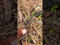 Catch lizard 🦎 #animals #puppy #monkey #scorpion #millipede #shorts #shortsviral #shortsvideo
