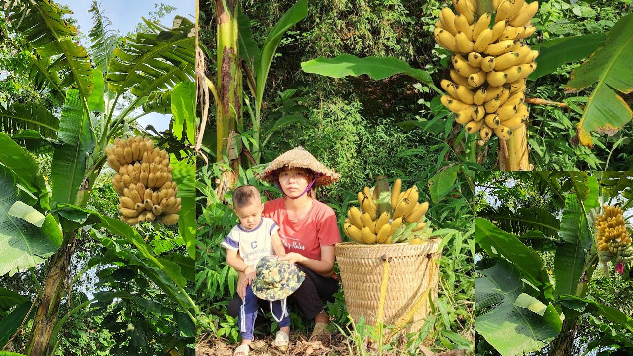 Singlemother:Harvest bananas to sell at market | Ly Yen Ca - YouTube