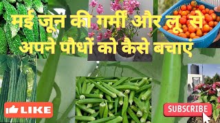 मई जून की गर्मी और लू से अपने पौधों कैसे बचाये  How to protect your plan in the hot of May Jun