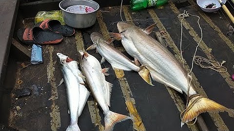 Câu cá _ Câu cá bông lau đầu mùa gió chướng tại sông Hàm Luông