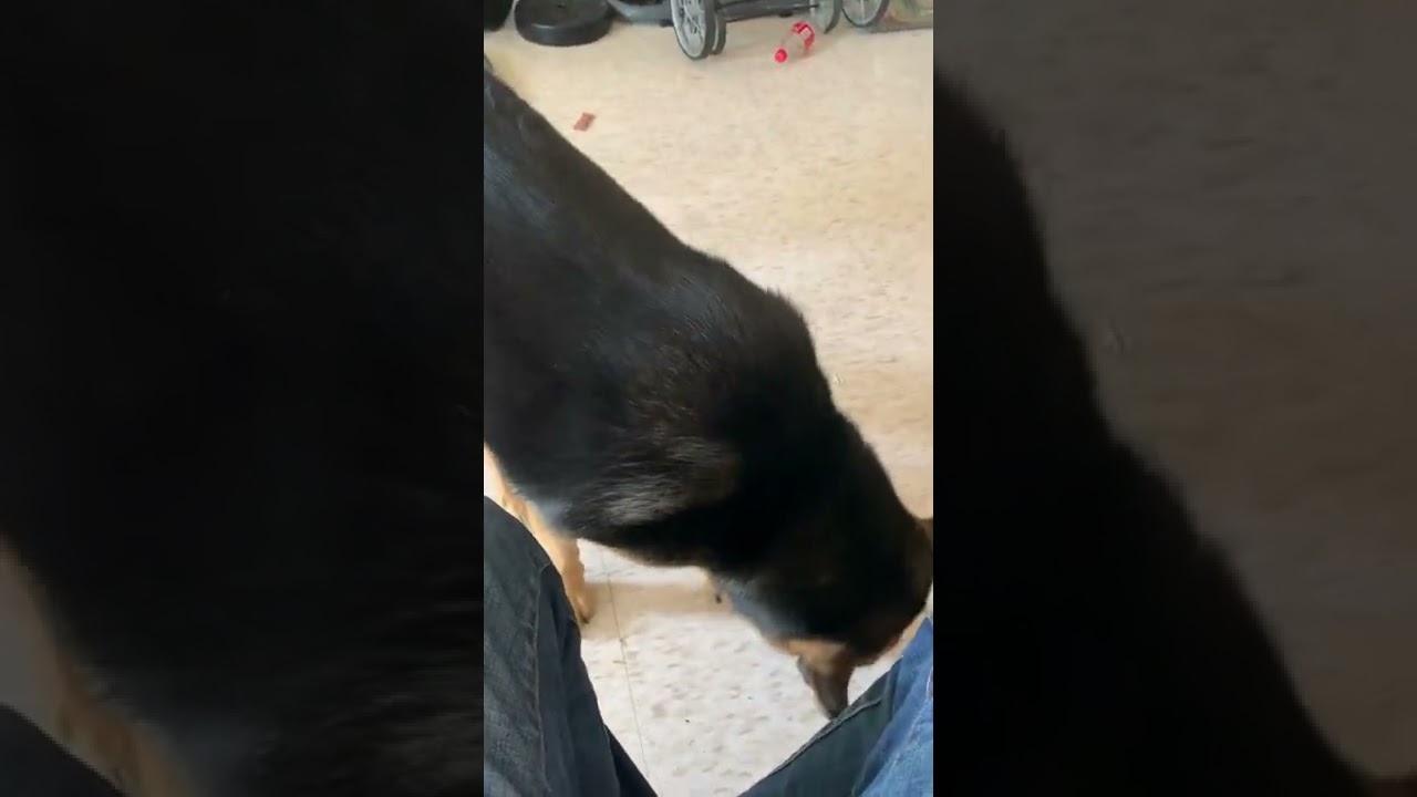 German shepherd the Bema eating chicken