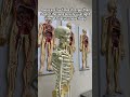 Things from medical school that are just wild 🤯🤯#MedSchool #Anatomy #Science #Medicine #Learning