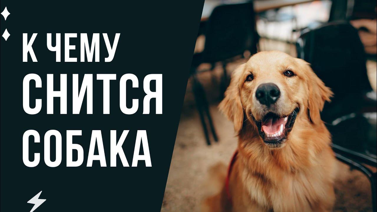 Собака фрейда. Собака фрейда