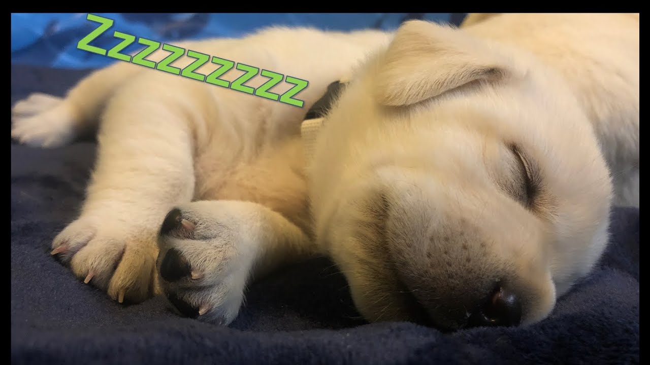 BEST SLEEP AID Snoring Puppy! 💤 YouTube