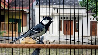 Suara Gelatik Batu Gacor Buat Pancingan Gelatik Bahan Dijamin Cor Dor