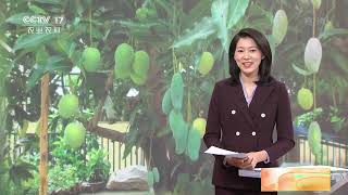 [中国三农报道]云南元江：神奇芒果树 一棵结出26个品种|农业致富经 Agriculture And Farming