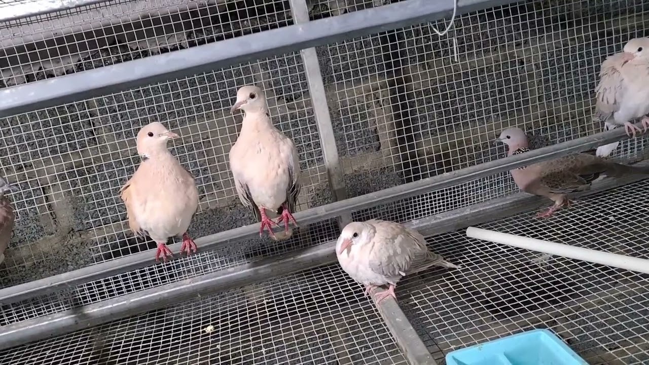 nuôi chim cu sinh sản không biết công thức này coi như thất bại chia sẻ thật lòng 0335305982