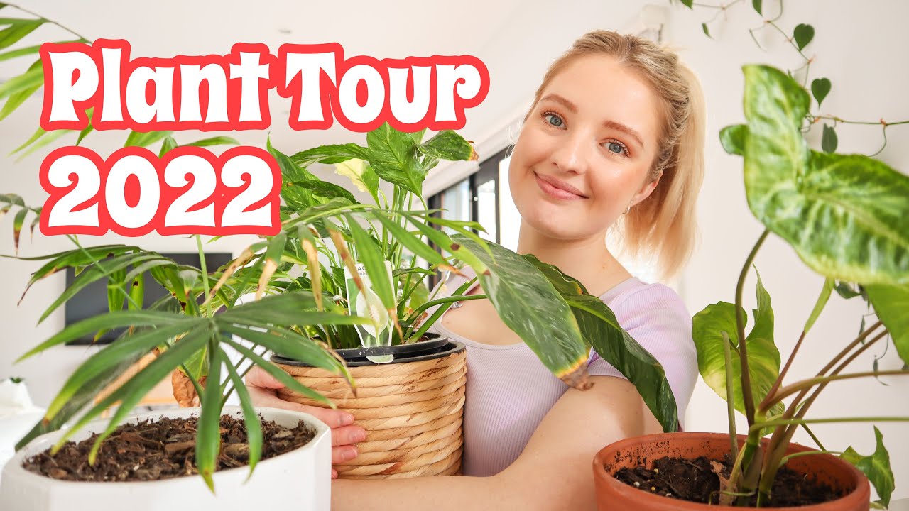 House Plant Tour 🪴 2022 Indoor Plant Tour YouTube