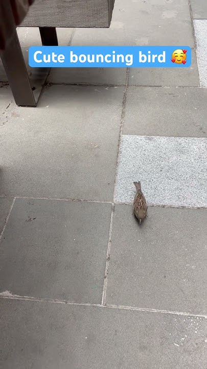 I love these birds 🥰 #littlebirds #bouncing #birds #socute - YouTube