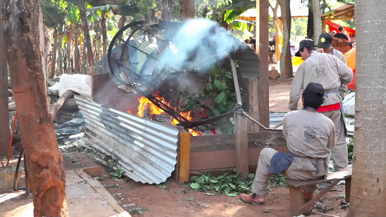 Amazon Superfood: Yerba Mate