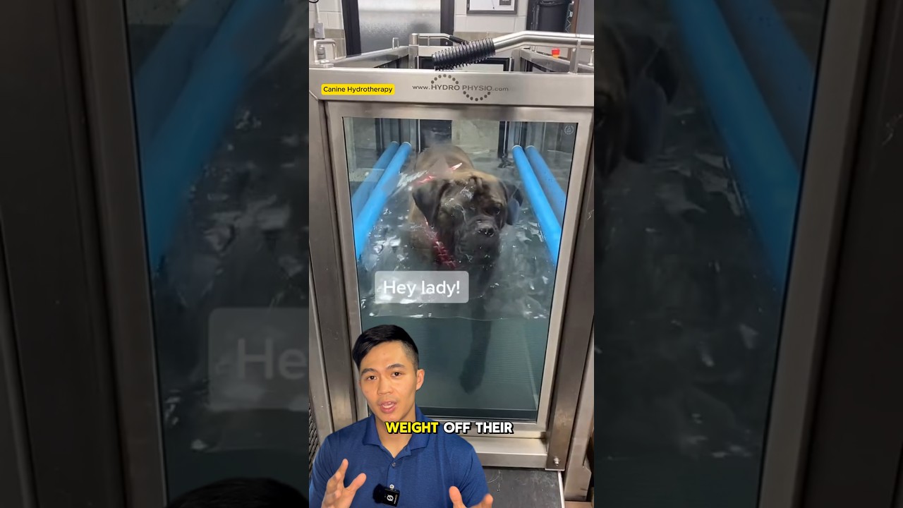 Dog Hydrotherapy 🐶 Physio Explains 
