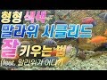 말라위 시클리드 키우기! 어항 세팅, 사육방법 물생활 꿀팁!