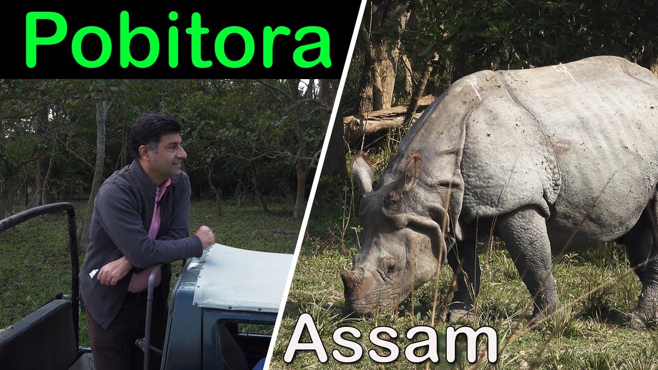 Pobitora Assam wildlife | Highest density of one horn Rhino in the world,  Mayong village black magic - YouTube