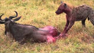 Гиена vs Гну  Слабонервным не смотреть! hyena kills wildebeest