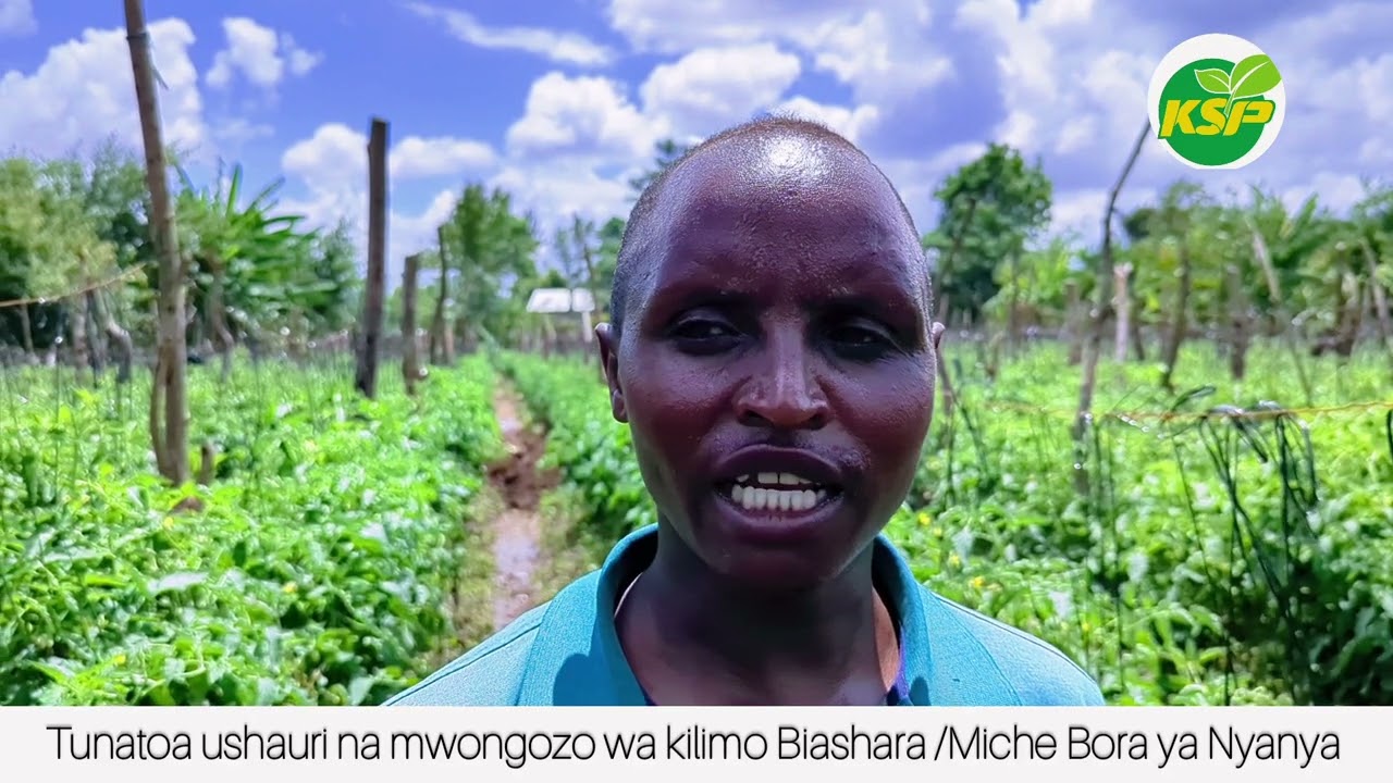 NUSU EKARI NAPATA TENGA 400 ZA NYANYA HAYA NI MANENO YA MKULIMA, SIWEZI KUACHA KULIMA NYANYA.