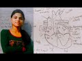 Cardiovascular System  Anatomy &amp; physiology Structure of the heart