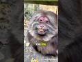 Ref:UD3Zy5_aD5Q What kind of monkey is xing xing    | meet the tibetan macaque! #shorts #animalfacts #xingxing