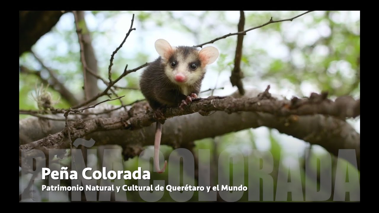 Peña Colorada a Natural & Cultural Heritage of Querétaro # ...