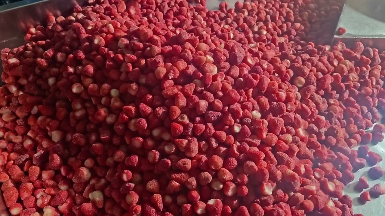 【Newsource】The raw materials for frozen strawberries in the factory