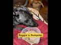 Dumpster Dog #dogshorts #dogfoodie #Dutchshepherd