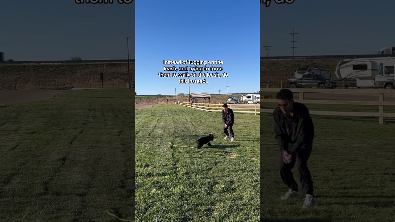 How To Train Any Puppy To Walk On The Leash In Minutes.