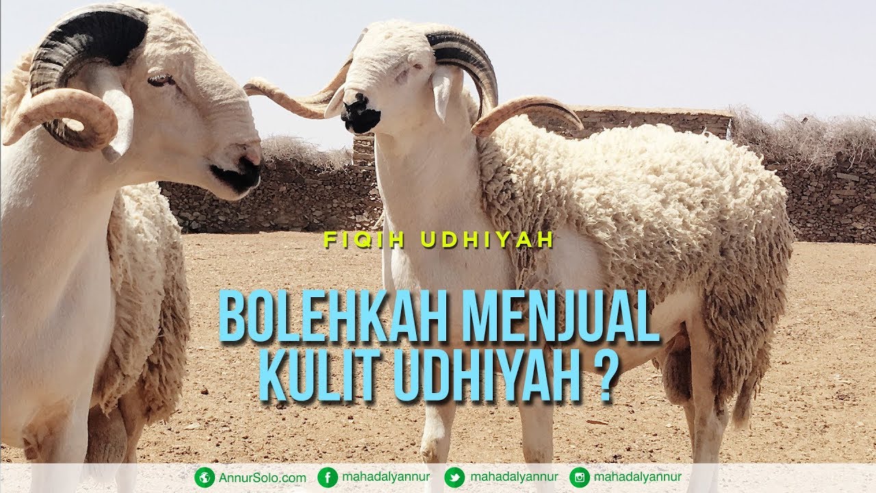 98 Koleksi Gambar Binatang Untuk Qurban HD Terbaik