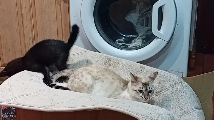 Video 10586961: bengal cats playing kitten, bengal cat mom, bengal cats love, black bengal, snow lynx, funny lynx, kittens mother cat