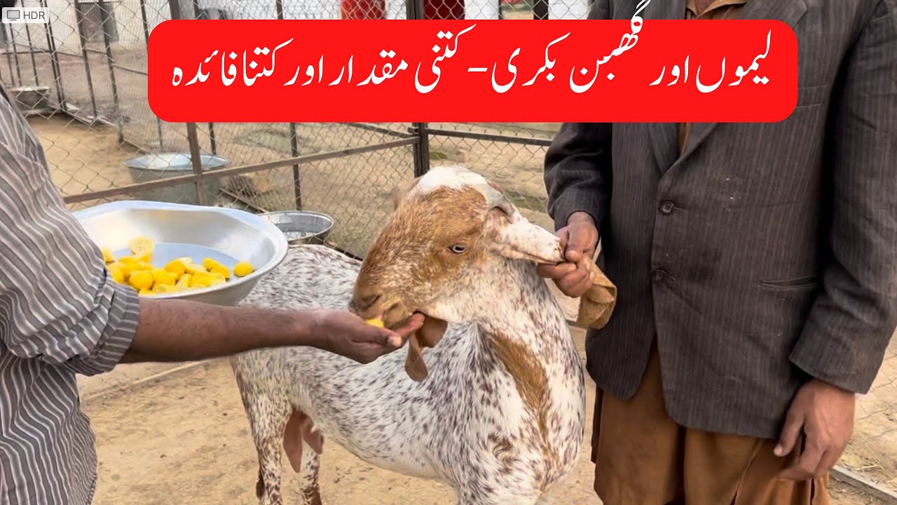 Lemons once month is important for preganant Goats لیموں اور گھبن بکری