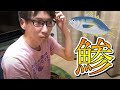 【ドッキリ】料理できない人に鯵の三枚おろしをやらせてみた