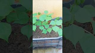 ছাদ বাগানের শিম চাষ #garden #rooftop #plants