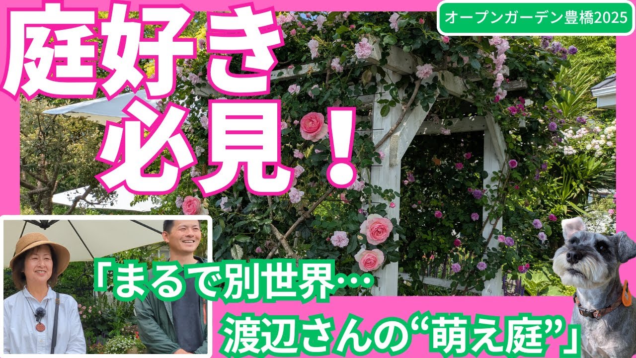 【庭好き必見】バラが咲き乱れる“萌え庭”へ…渡辺さんのお庭が別世界すぎた！【オープンガーデン2025】【豊橋】