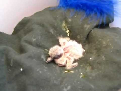 How To Make Baby Mourning Dove Food How To Make Baby Mourning Dove Food