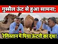 गुस्सैल ऊंट से हुआ सामना; रेगिस्तान में पिया ऊंटनी का दूध। At Jaisalmer Rajasthan.