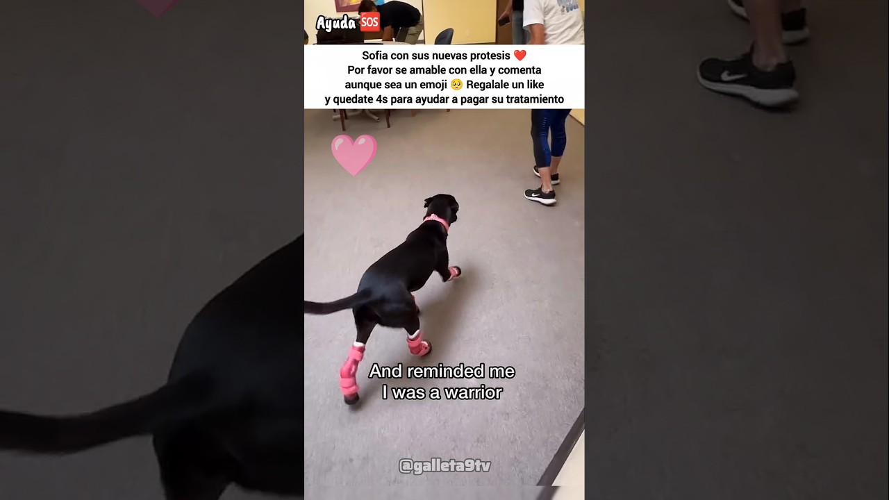 The small dog is a warrior.. 🩷