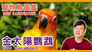 金太陽為什麼比其他中型鸚鵡更常被訓飛？sun parakeet illustrated book 【鸚鵡小木屋】【寵物鳥圖鑑EP9】